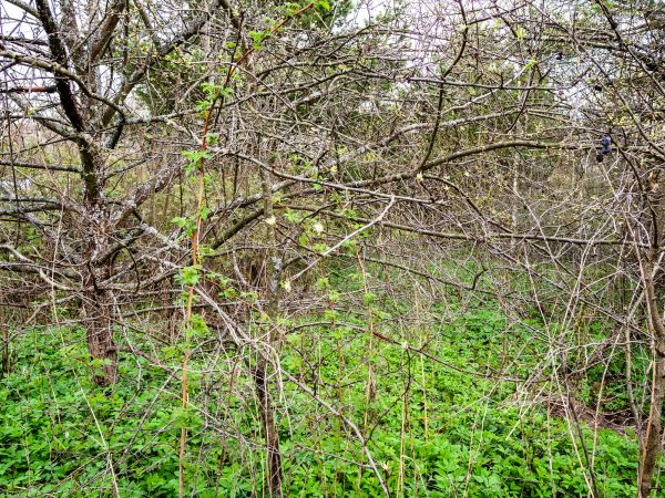 Underbrush Clearing in Simi Valley