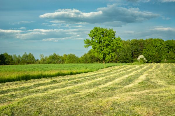 Cost of Vegetation Removal in Simi Valley