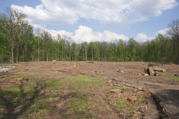 Cost of Pasture Clearing in Simi Valley
