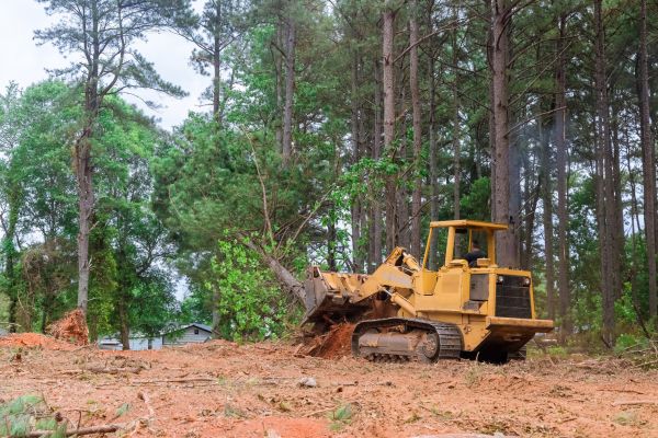 Forest Thinning in Simi Valley
