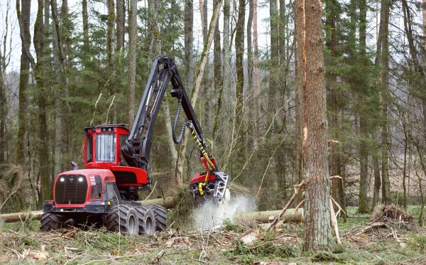 Cost of Forest Clearance Service in Simi Valley