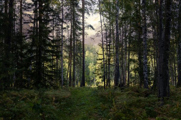 Cost of Pine Tree Clearing in Simi Valley