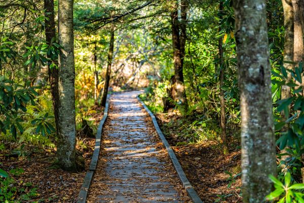 Cost of Trail Clearing in Simi Valley