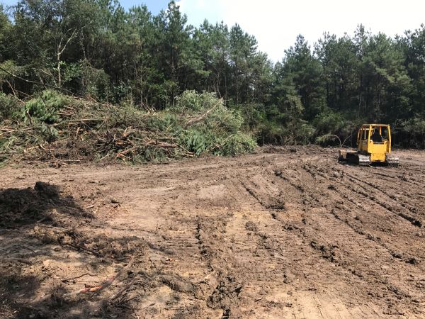 Cost of Thicket Clearing in Simi Valley